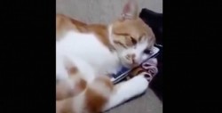 Gato enternece al intentar abrazar imagen de su dueña fallecida