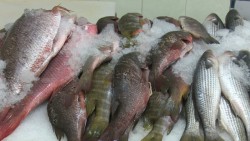 Incrementan ventas de pescados y mariscos por visperas de la cuaresma