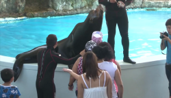 Se cumplen expectativas en Acuario Mazatlán