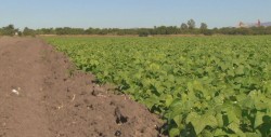 Presentan programa de créditos para productores de frijol