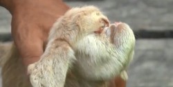 #Video Nace una cabra cíclope