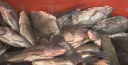 El viernes darán a conocer lista de precios para pescados y mariscos