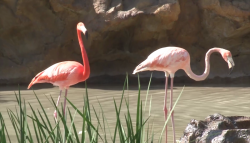 Flamingario, nuevo atractivo en el Acuario Mazatlán