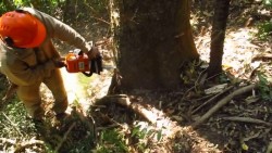 Prevalece en Sinaloa tala inmoderada de árboles