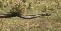 #Video Enorme serpiente se balancea en un alambrado