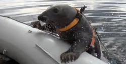 #Video Foca marina realiza ejercicios militares