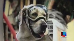 El Sur de Sonora Tendrá Perro Rescatista