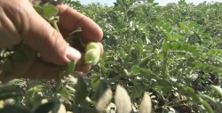 Deben buscarse esquemas para la venta del garbanzo