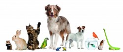 #Test ¿Qué mascota serías?