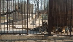 Descubren Parque Ecológico abandonado con animales vivos