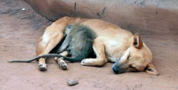 #Fotos Perrita adopta a un mono y nadie los puede separar