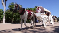 Desconoce Ecología proyecto de "arañas"