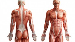 #Test ¿Puedes pasar esta trivia de Anatomía?