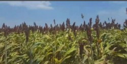 Pagarán seguro catastrófico a productores de Salvador Alvarado