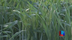 Productores de trigo reciben sus apoyos
