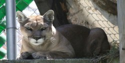 Muere la puma emblemática de la UNAM