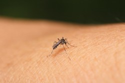 Zona de éxito en combate al dengue
