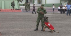 Perros apoyan en el combate al narcotráfico