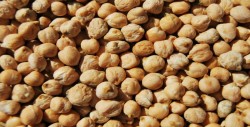 Desaparición de UMPEG genera problemas en la comercialización del garbanzo