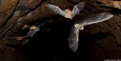 La Cueva de los Murciélagos: un espectáculo que no hay que perderse