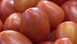 ¡Baja el precio del kilo de tomate!