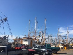 Amarran barcos camaroneros