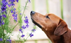 15 olores que le hacen daño a tu perro