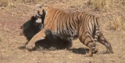 #Video Fuerte pelea entre un tigre y un oso perezoso