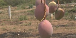 No afecta la producción que árbol de mango deseche la flor