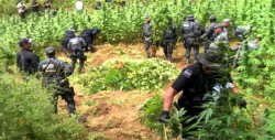 Policía destruye narcolaboratorio y 276.000 plantas de marihuana en Guatemala