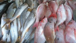 Pescaderos deben respetar precios: PROFECO