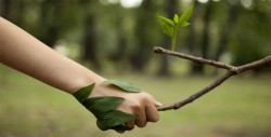 Un total de 197 personas murieron defendiendo el medio ambiente en 2017