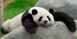 Temen por la vida del primer panda del mundo operado del estómago