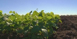 Buscarán almacenar la mayor producción de frijol