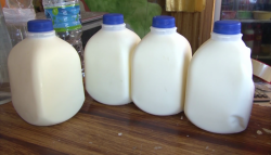 Se escasea la leche, debido a sequía