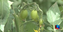 Repunta Precio Tomate