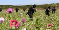 SSP destruye plantíos de amapola y mariguana en Angostura y Navolato