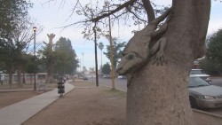 Promueven Cócorit como Pueblo Mágico