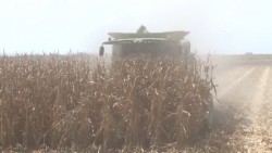 No satisface precio base del maíz a productores: AARFS