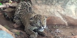 Sinaloa, estado ejemplo en la conservación del jaguar