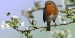 Evolución de inteligencia de los pájaros podría ser similar a la de humanos