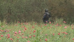PEP localiza dos sembradíos de amapola en Mocorito