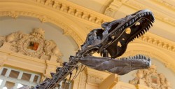 Subastan el esqueleto de un dinosaurio tras exponerlo en la torre Eiffel