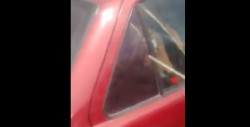 Circula video de tigre a bordo de un Tsuru en Culiacán