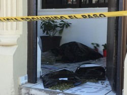 Invernadero de Marihuana tenía mas de 600 plantas