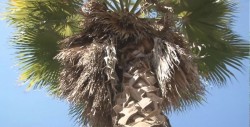 Palmeras con hojas secas sobre los bulevares y malecón