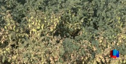 Buscan potencializar siembra de garbanzo