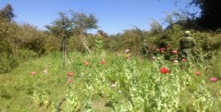 Plantíos de amapola y mariguana son destruidos en Elota