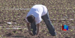 Avanzan cultivos de horticultura