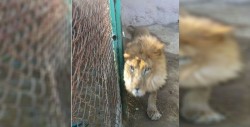 León mata a su cuidador en zoológico